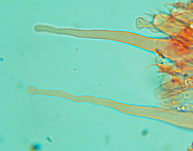 Phlebia subochracea